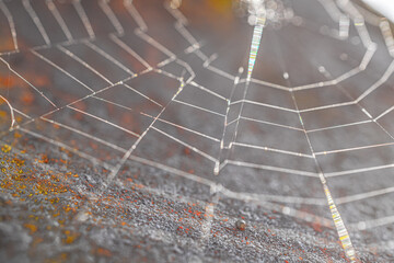 Spiderweb