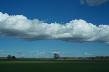 Fototapeta na wymiar Rare roll cloud in the blue sky. Oak in the cereal field in the spring.
