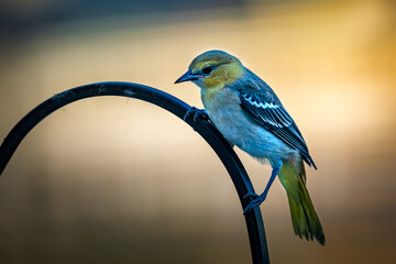 Female Bullock's oriole perched on a fence