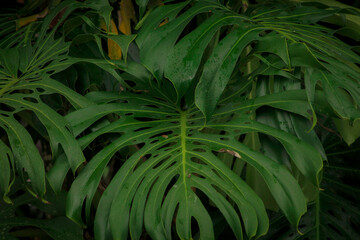 Naklejka na ściany i meble high detail tropical plants with cool tones 