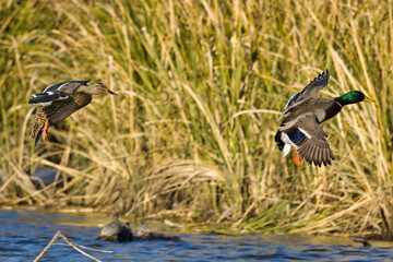 White Rock Lake, Dallas, Texas