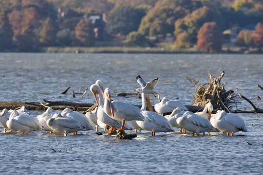 White Rock Lake, Dallas, Texas