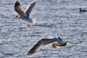 White Rock Lake, Dallas, Texas