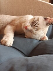 cat sleeping on the couch