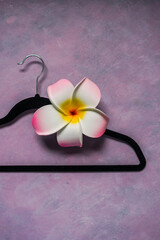 fashion and shopping, velvet clothes hanger on pink background with tropical frangipani