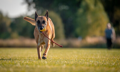 Running adult Belgian shepherd malinois dog with yellow ball on rope