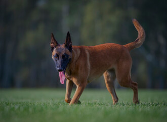 Belgian shepherd malinois dog on the grass