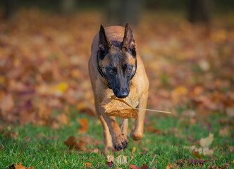 Belgian shepherd malinois puppy with dry Maple Leaf
