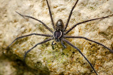 Trechalea spider, comonly known as fishing or river spider, on a rock near a river preparing for hunting.