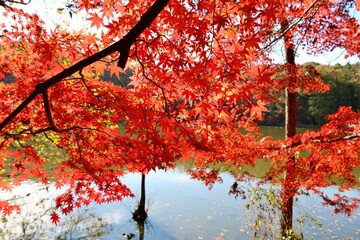 紅葉　赤いもみじ　風景