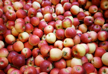Fresh picked gala apples background in the harvest season