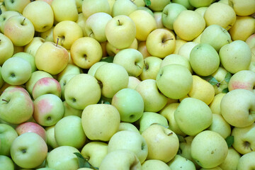  Fresh picked apples background in the harvest season