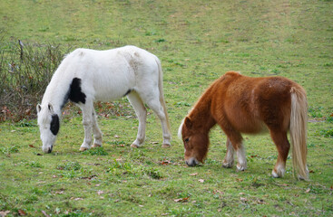 Naklejka na ściany i meble close up on pony on the meadow