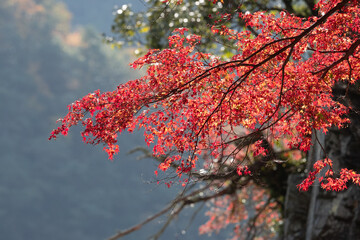Maple leaves in bright red, an autumn color on the canyon wall. A  view of autumn in Japan