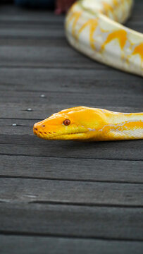 Yellow albino python with red eyes