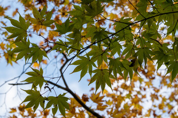 Green maple leaves against the yellow leaves and blue sky.