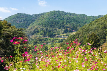 Landscape of autumn village in the mountains ,Shikoku,Japan