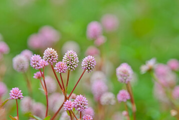 ヒメツルソバの群生2