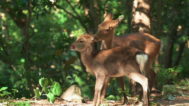 Wild deer of Yakushima Japan, Mother and baby.