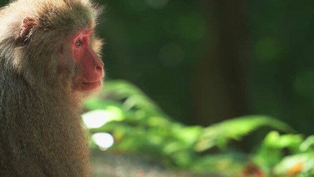 Yakushima macaque monkeys in the forest on a summers day, Kagoshima Japan