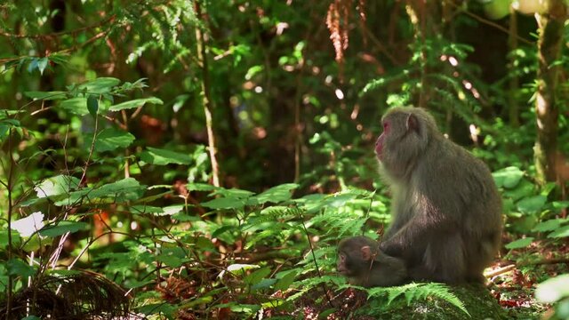 Yakushima macaque monkeys in the forest on a summers day, Kagoshima Japan
