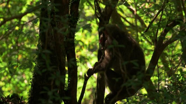 Yakushima macaque monkeys in the forest on a summers day, Kagoshima Japan