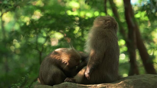 Yakushima macaque monkeys in the forest on a summers day, Kagoshima Japan