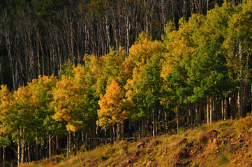 Naklejka premium Fall foliage colors on the slopes of Boulder Mountain from Scenic Byway 12, between Boulder and Torrey, Utah, Southwest USA