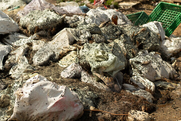 Dump with flies. Bags of animal corpses. Illegal waste dumping.