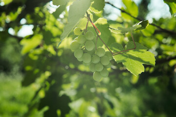 green grapes leaves nature summer organic natural product