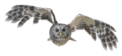 Barred owl - Strix varia -  flying towards camera, wings up and spread, eyes focused, determined look,  stock photo isolated cutout on white background
