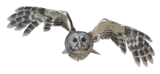 Poster Barred owl - Strix varia -  flying towards camera, wings up and spread, eyes focused, determined look,  stock photo isolated cutout on white background © Chase D’Animulls