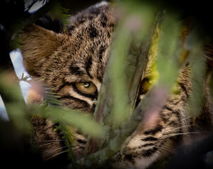 Young Bobcat Kitten in Tree Eyes Open