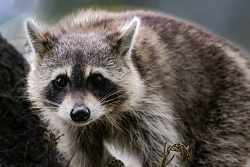 Naklejka na ściany i meble Raccoon Staring at Camera Eye Level in Tree