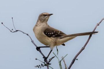 Northern Mockingbird Perched in High Tree
