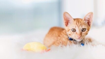 Cute kitten cat staying at home background.Concept of Raising pets and animals in the house to be healthy and happy.