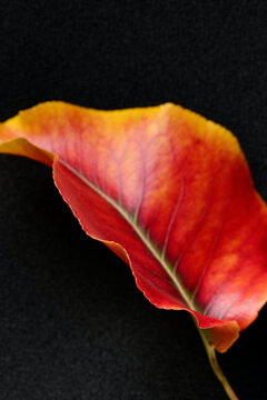 a showy, colorful leaf, with one sharply in focus edge, of an ornamental pear tree, or Cyrus calleryana, displays its fall colors, in Fresno, California, U.S.A.  