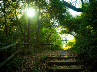 生田緑地　木漏れ日の遊歩道