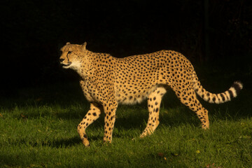 The cheetah (Acinonyx jubatus) in zoo.