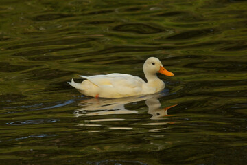 Fototapeta premium Domestic duck (Anas platyrhynchos f. domestica).