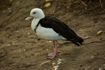 Fototapeta premium The radjah shelduck, raja shelduck, black-backed shelduck, Burdekin duck (Radjah radjah).