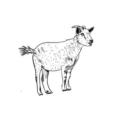 goat isolated on white background