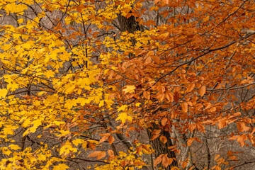 Yellow and brown autumn leaves still on trees on a fall day in Pittsburgh, Pennsylvania, USA