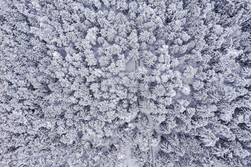 Fototapeta na wymiar aerial view of winter pine trees forest. snow-covered forest landscape.