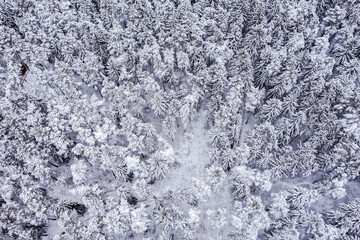 aerial view of winter forest. pine and fir trees covered in snow. drone photography.