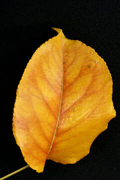 a golden hued fall leaf from an ornamental pear tree, or pyrus calleryana, displays the colors of the season in Fresno, California, U.S.A.