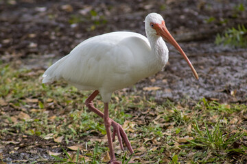 White ibis looking at the camera 