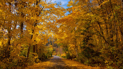 autumn in the forest