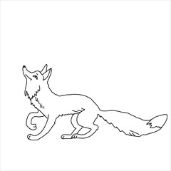 Hand drawn black vector illustration of a beautiful adult young funny fox with a long fluffy tail isolated on a white background