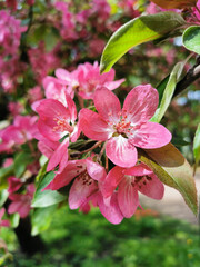 A branch of an apple tree with red and pink flowers in the sun in a park on Elagin Island in St. Petersburg.